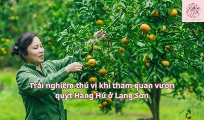 Trải nghiệm thú vị khi tham quan vườn quýt Hang Hú ở Lạng Sơn